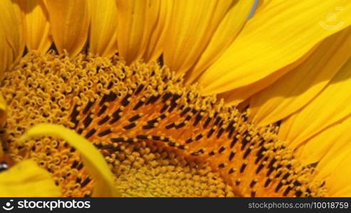 Marienksfer sits on a flower.