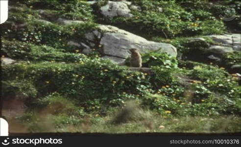 Marmot sits in the meadow