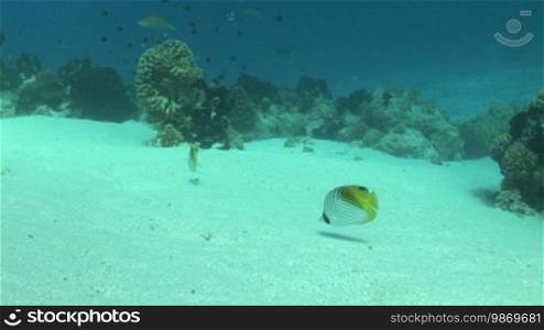 Masked Butterfly Fish and Fish School