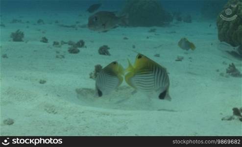 Masked Butterfly Fish and Fish School