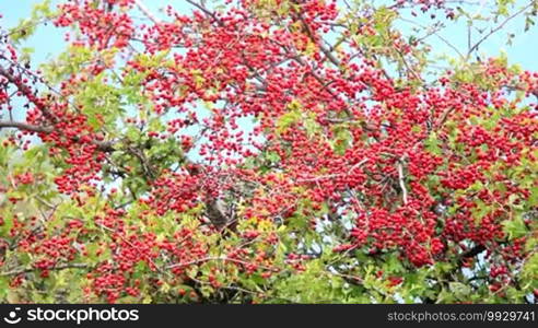 Mature nice red hawthorn berries