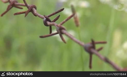 Meadow flowers behind barbed wire