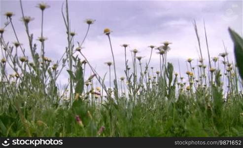 Meadow of camomiles
