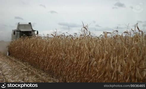 Modern farm combine harvester in process of harvesting maize corn