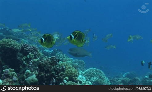 Mondsichel Falterfische, Chaetodon lunula, Racoon butterflyfish, swim in the sea