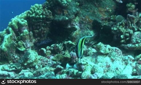 Moorish idols, Halfterfisch (Zanclus cornutus), at the coral reef.