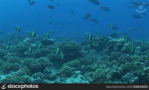 Moorish idols, Halfterfische (Zanclus cornutus), at the coral reef.