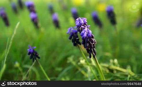 Muscari neglectum flowers in the spring garden