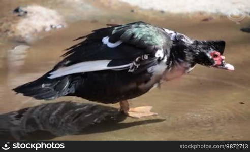 Muscovy duck