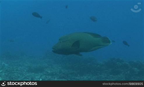Napoleon Lippfisch (Cheilinus undulatus), Maui wrasse and small fish on the coral reef.