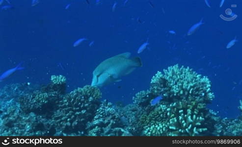 Napoleon Lippfisch (Cheilinus undulatus), Maui wrasse and small fish on the coral reef.