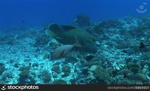 Napoleon Lippfisch (Cheilinus undulatus), Maui wrasse and smaller fish swim in the sea.