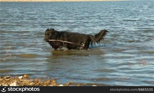 Newfoundland Dog Fetching Stick
