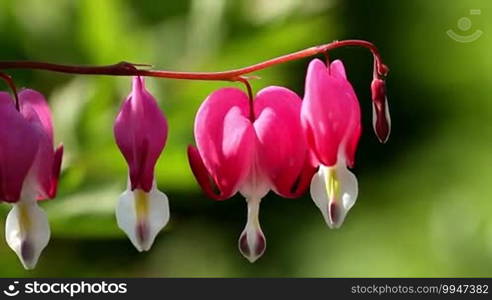 Nice flowers, bleeding heart (Lamprocapnos spectabilis)