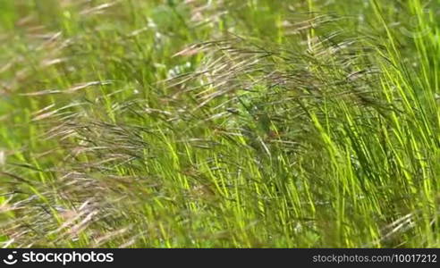 Nice grass sways in the wind