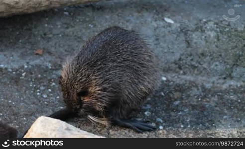 Nutria washing itself