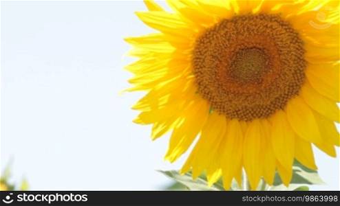 One sunflower
