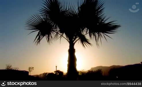 Palm tree against the sunset