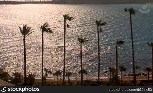 Palm trees on the background of the sea at sunset