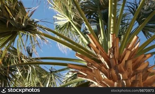 Palmenblätter bewegen sich im Wind.