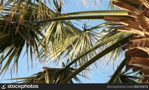 Palmenblätter bewegen sich im Wind.