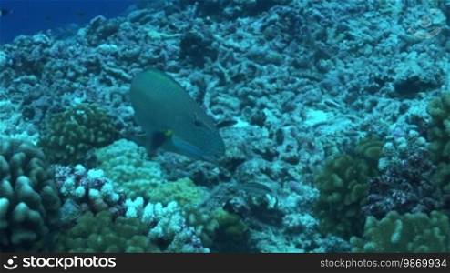 Parrotfish, parrotfish on the coral reef