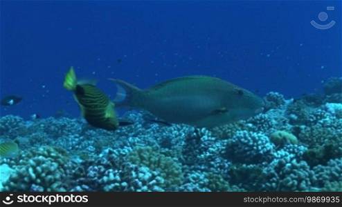 Parrotfish, parrotfish on the coral reef