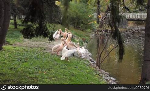 Pelicans clean their feathers under trees near pond in Zoo