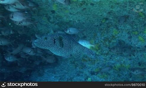 Perlhuhn-Kugelfisch (Arothron meleagris), between a school of fish, at the coral reef.