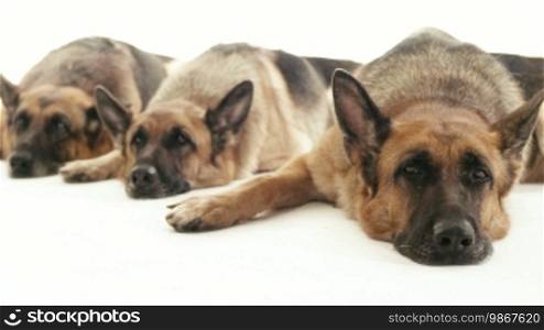 Pet, animal and behavior, three purebred German Shepherd dogs lying down on the floor. Studio shot, white background. Part 3 of 14