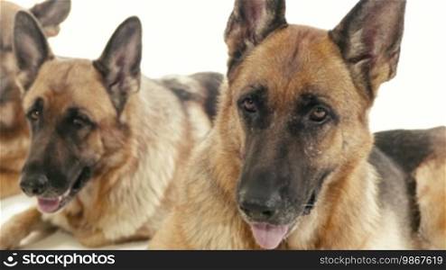 Pets, animals and behavior, three pedigreed Alsatian dogs lying down on floor. Studio shot, white background. Part 4 of 14