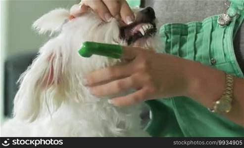 Pets, animals and dental hygiene. Woman holding small dog and rubbing its teeth, removing tartar and plaque with special toothbrush and toothpaste. Closeup shot