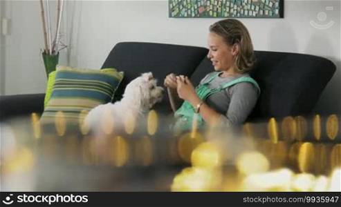 Pets, animals, and hygiene. Woman with Maltese dog on sofa, applying flea collar to its neck. Medium shot, dolly