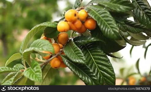 Picking loquats from the tree. Collecting spring fresh fruit with a secateurs or garden scissors. Macrobiotic and bio way of living. Healthy food. Organic food.