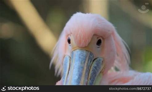 Pink Pelican close-up