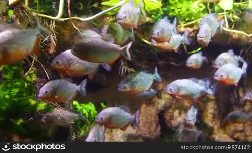 Piranha (Colossoma macropomum) in an aquarium on a green background