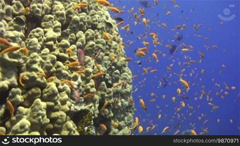Plenty sea life in a coral reef.