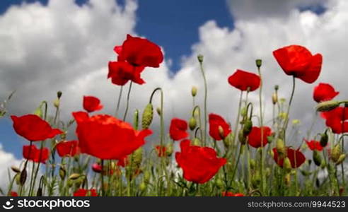 Poppy flower closeup