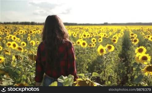 Positive smiling brunette female in stylish clothes holding sunflower in countryside nature. Beautiful young woman enjoying freedom and happiness in sunflower field on sunny summer day. Slow motion. Steadicam stabilized shot.