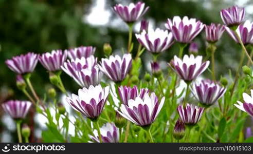 Pretty flowers in the garden