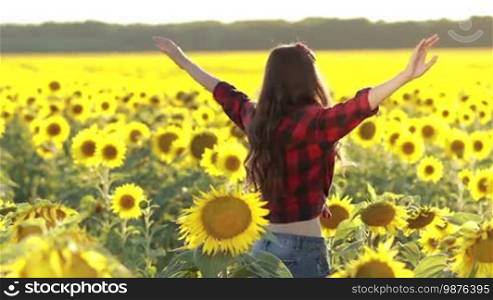 Pretty long brown hair woman with arms outstretched spinning around in blooming sunflower field and smiling. Beautiful girl in fashionable clothes whirling in the field of sunflowers in rays of setting sun. Charming female enjoying leisure and freedom