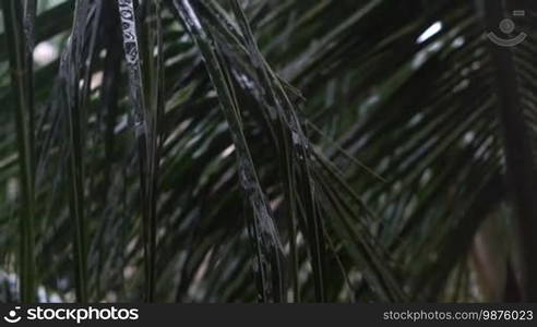 Rain forest. Heavy rain during the rainy season in Asia