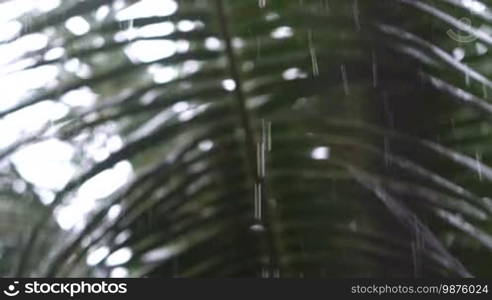 Rain forest. Heavy rain during the rainy season in Asia