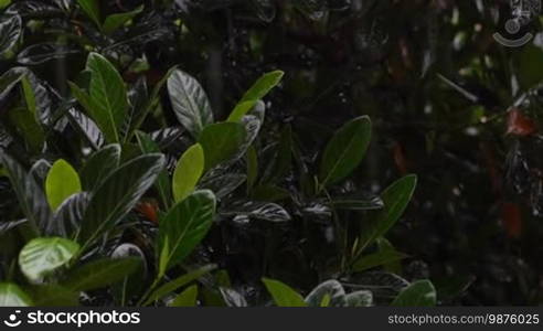 Rain forest. Heavy rain during the rainy season in Asia