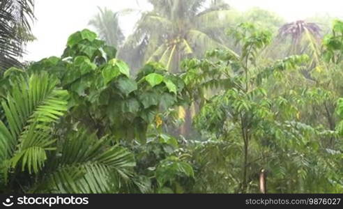 Rain forest. Heavy rain during the rainy season in Asia