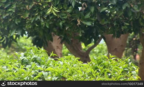 Raindrops falling on the green bush