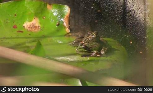 Recording from the front - A frog sits on a large green leaf / lily pad in calm water / pond.