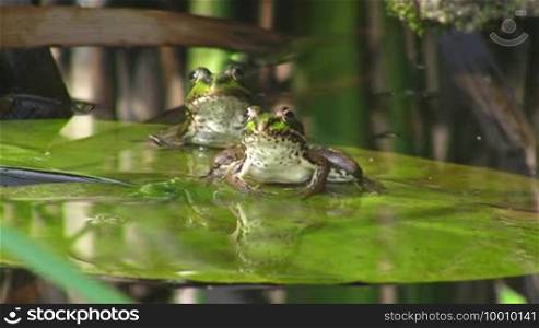 Recording from the front - Two frogs sitting on a large green leaf / lily pad in a calm body of water / pond.