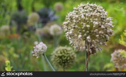 Red cabbage (Brassica oleracea capitata purpurea) then focus closer on inflorescences of onions in garden with bee