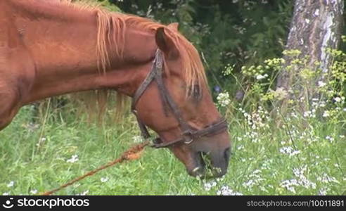 Red horse on a meadow